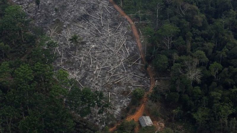 Hutan Hujan Amazon Alami Deforestasi Terparah Dalam 12 Tahun Terakhir