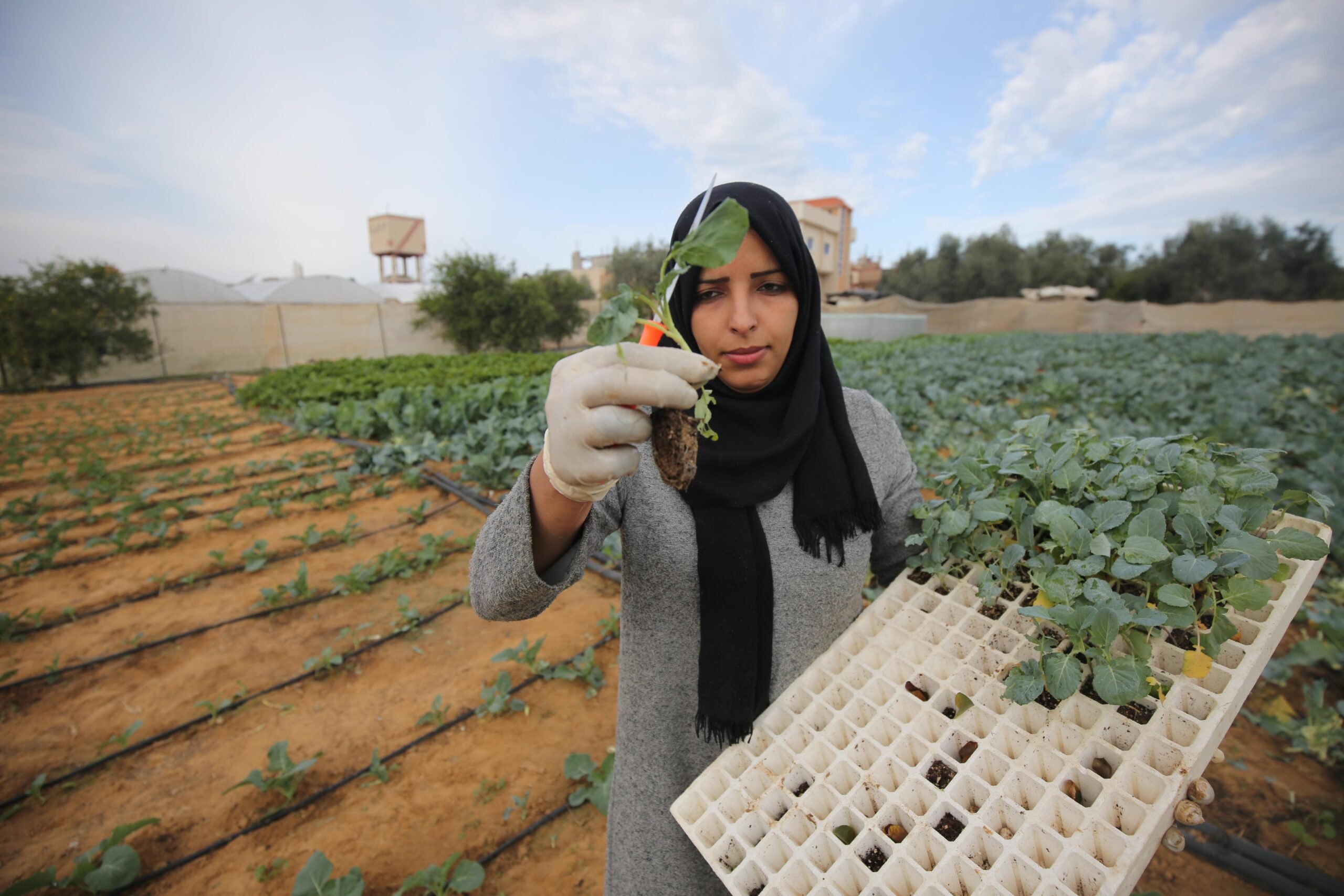 Dua Ibu Palestina Sukses Bertani Brokoli di Gaza